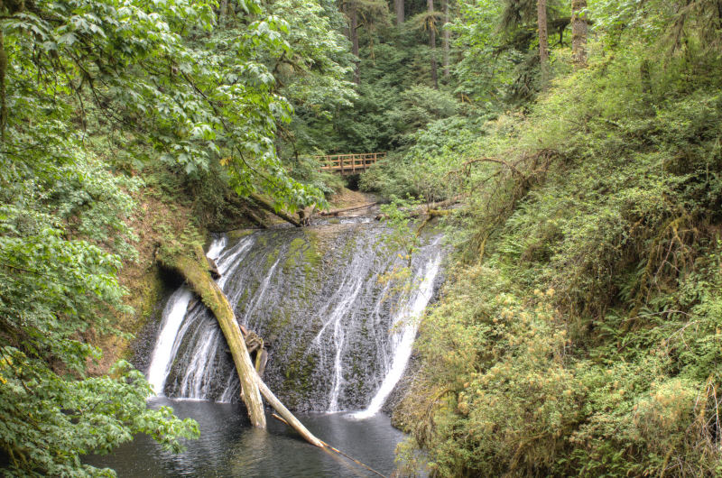 Summer 2019 - Silver Falls State Park